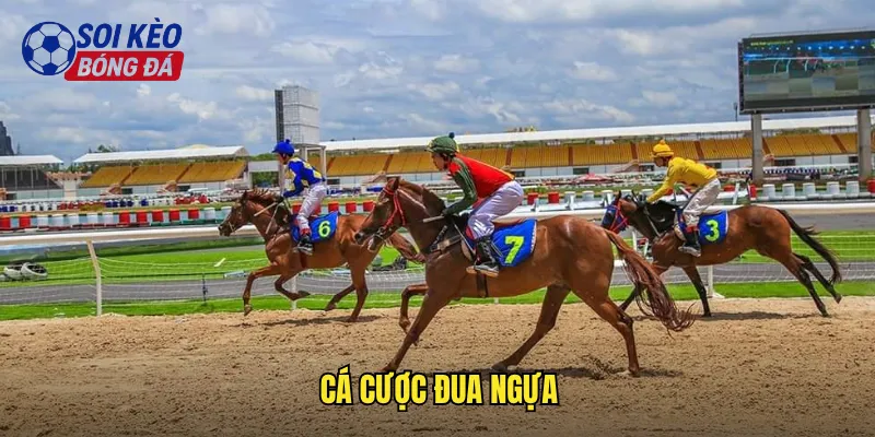 Khám Phá Cá Cược Đua Ngựa Tại Soi Kèo Bóng Đá: Thú Vui Đẳng Cấp 1 cá cược đua ngựa