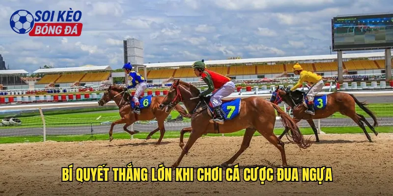 Khám Phá Cá Cược Đua Ngựa Tại Soi Kèo Bóng Đá: Thú Vui Đẳng Cấp 3 Bí quyết thắng lớn khi chơi cá cược đua ngựa